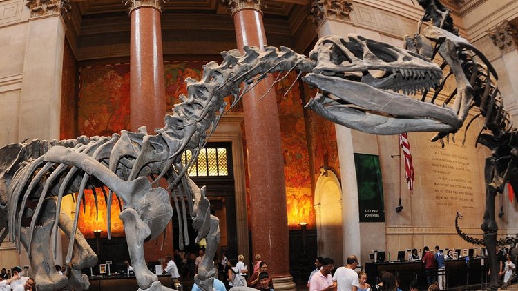 American Museum of Natural History's dinosaur skeletons